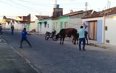 Dez bovinos fogem de cercado e assustam populares em Arapiraca