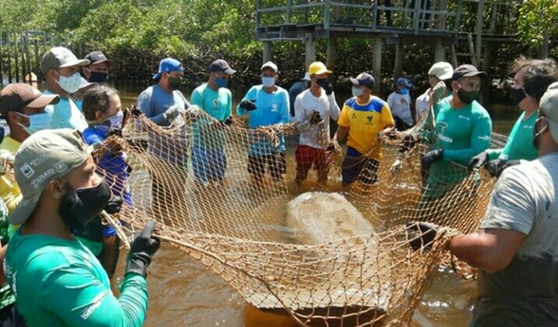 ICMBio Costa dos Corais retorna às atividades de manejo dos peixes-bois