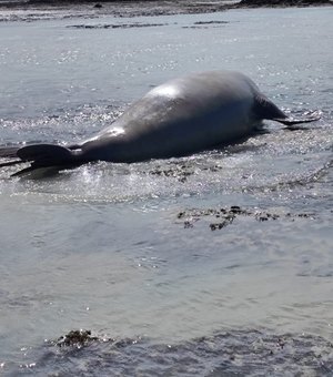 Elefante marinho chama atenção ao aparecer na Praia de Antunes (Maragogi)