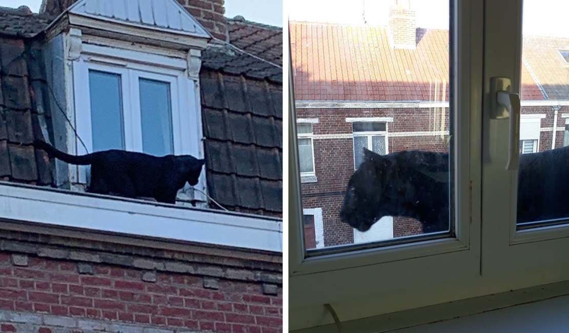 Pantera negra é vista andando em telhados na França