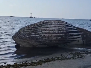 Baleia morre encalhada na Praia da Ponta Verde e mobiliza equipes de resgate