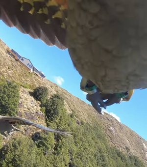 Papagaio rouba câmera GoPro de família na Nova Zelândia e vira cinegrafista por um dia