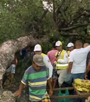 [Vídeo] Árvore centenária cai na rua das árvores em Maceió