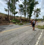 Árvore de eucalipto cai em rodovia, e assusta populares em Porto de Pedras