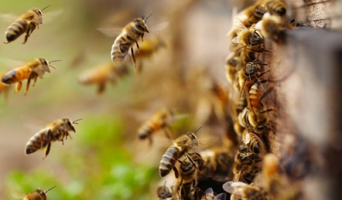 Mais de mil acidentes com abelhas foram registrados em AL no último ano