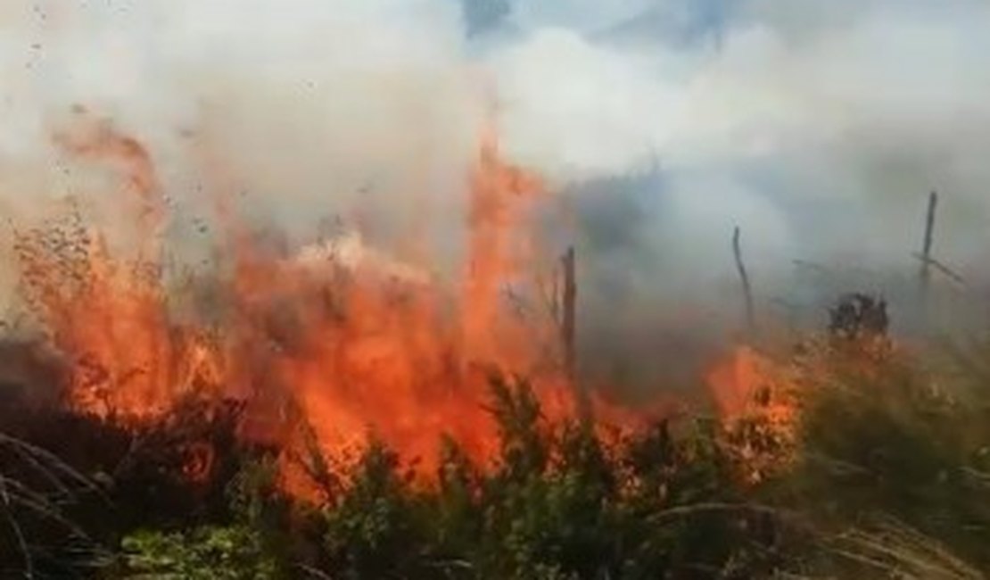 Incêndio de grande proporção atinge vegetação às margens da AL-101 Sul