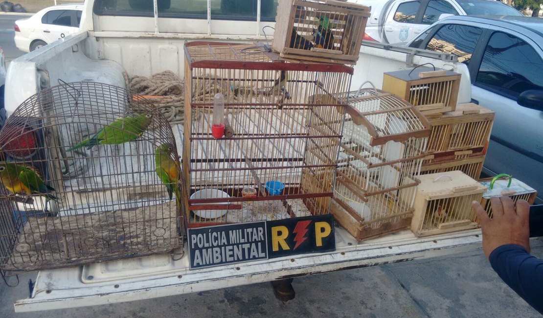 Homem embriagado é preso transportando pássaros em extinção