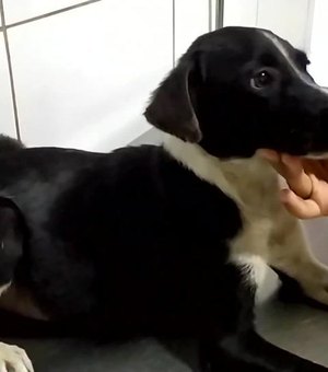 Cachorrinha é vítima em veterinária de Maceió e dona desabafa: 'Não é clínica, é matadouro'