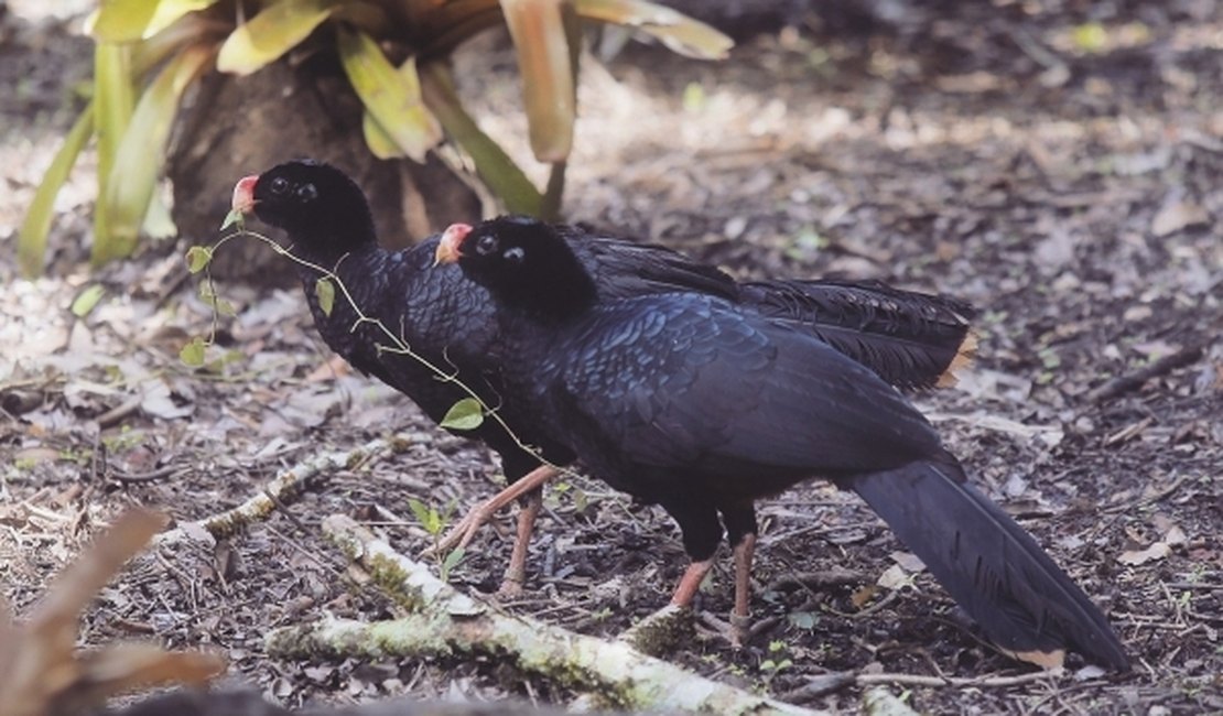 Mutum-de-alagoas, ave considerada extinta, volta ao ambiente após 30 anos
