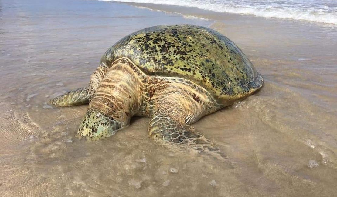 Tartaruga é encontrada morta na Praia de Maragogi