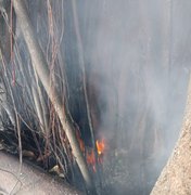 [Vídeo] Queima de lixo provoca incêndio em árvore no Parque Gonçalves Ledo
