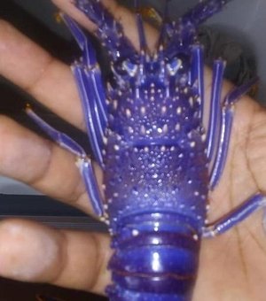Pescadores acham lagosta azul rara em AL e surpreendem até especialistas