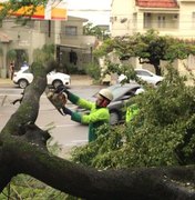 Prefeitura faz recolhimento árvores que caíram por causa das chuvas