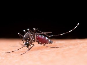 Ações de combate à dengue em Maceió são tema de recomendação do MPAL