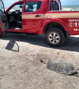 Tartaruga marinha é encontrada morta na Praia de Maragogi
