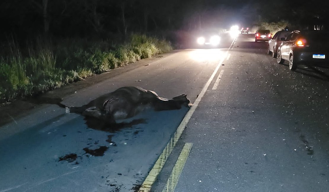[Vídeo] Acidente envolvendo veículo e animal na pista deixa uma pessoa morta