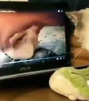 Gato “amassa pãozinho” assistindo programa de culinária e viraliza