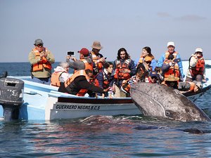 Baleias visitam barco de turistas durante passeio 