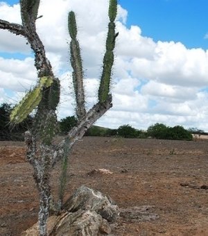 Semarh disponibiliza ferramenta para monitorar a seca em Alagoas