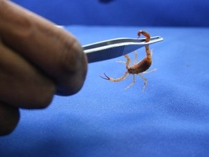 [Vídeo] Cerca de 500 pessoas precisaram de atendimento após picada de escorpião desde janeiro
