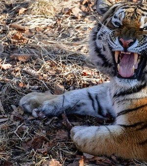 Tigre mata tratadora em frente a visitantes de zoológico em Zurique