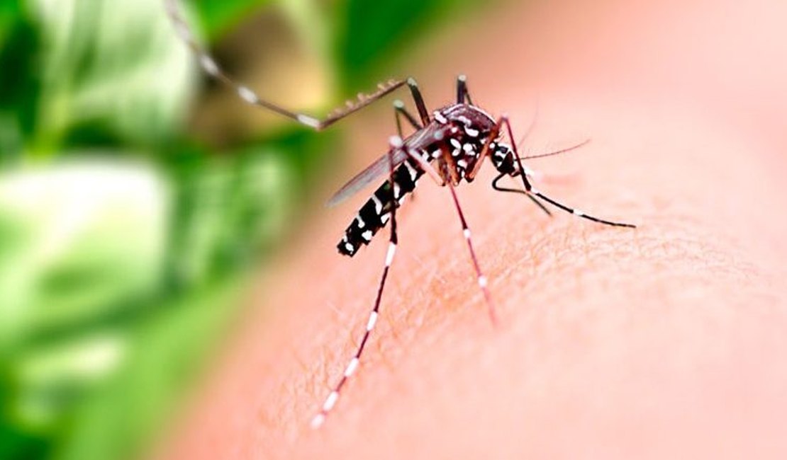 Alagoas registrou mais de 300 casos de dengue em uma semana