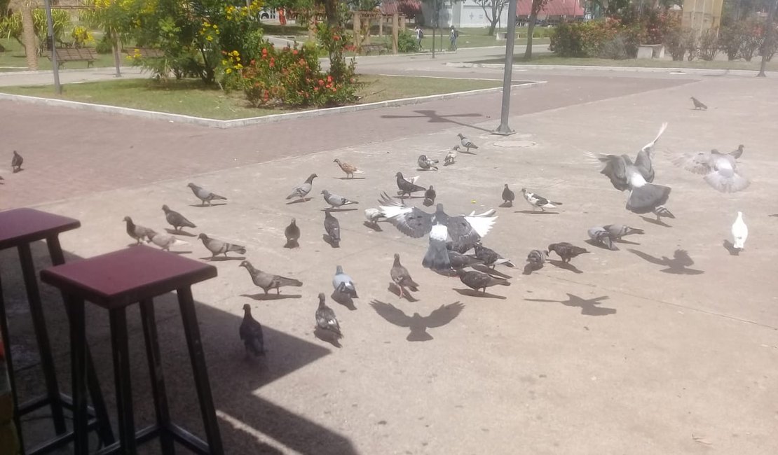 Proliferação de pombos causa transtornos na Praça Ceci Cunha, em Arapiraca