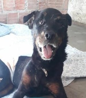 Cachorro resgatado após ser enterrado vivo precisa de doações 