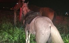 Cavalos usados nos assaltos