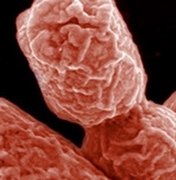 Bactérias intestinais têm ao menos 15 milhões de anos, aponta estudo