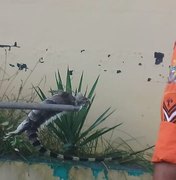 [Vídeo] Bombeiros capturam iguana na AL-220, em Arapiraca 