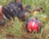 Motociclista morre apeos colidir contra poste em Santana do Ipanema