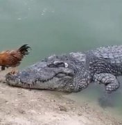Galo 'destemido' escapa por pouco de ataque de crocodilo