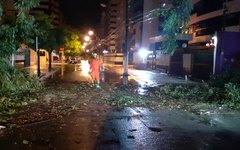 Árvore cai em via pública na Ponta Verde