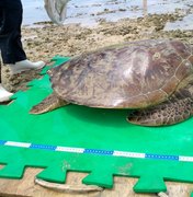 Tartaruga perde o tempo da maré e fica presa em piscina natural na Ponta Verde