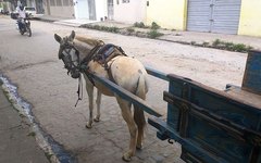 Animal saiu em disparada pela Rua São João, em Arapiraca
