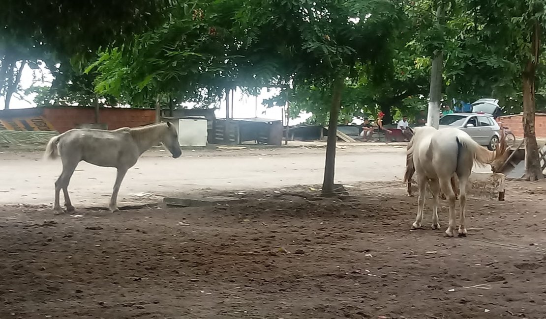 Animais abandonados em locais públicos representam risco para motoristas e pedestres em Maceió