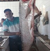 Peixe medindo 1.70 de altura é capturado no Rio São Francisco, em Piranhas