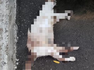 [Vídeo] Moradores de condomínio em Maceió denunciam morte de animais por envenenamento