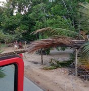 Ventania derruba coqueiro na rodovia AL 101 Norte
