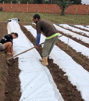 Agricultores de Arapiraca fazem experimento pioneiro de manta geossintética no cultivo de hortaliças