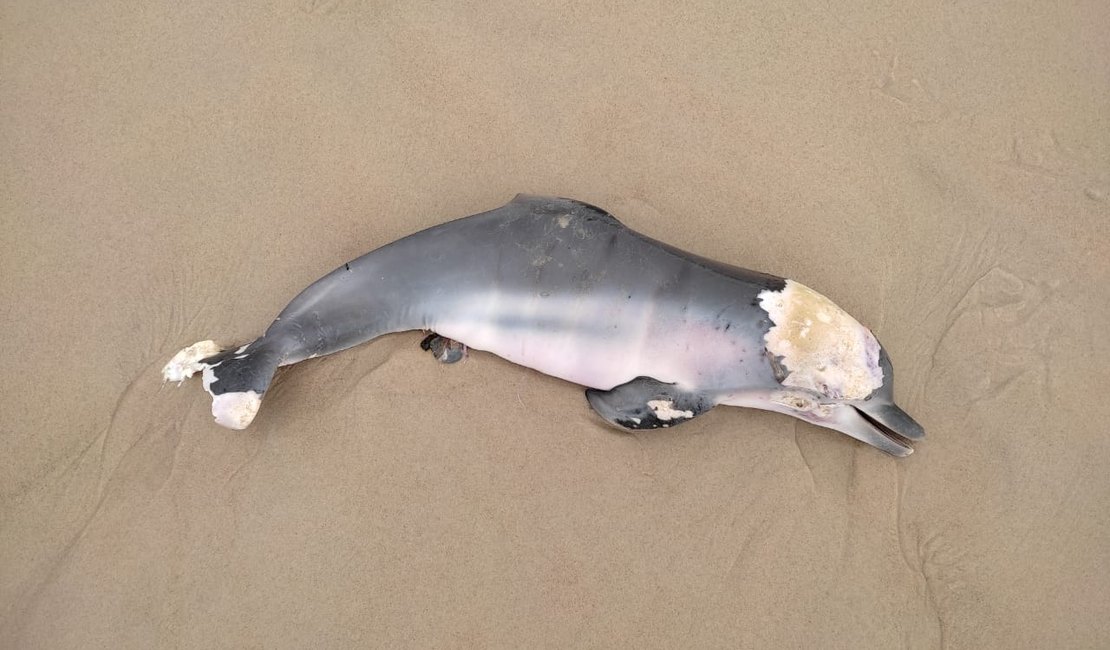 Boto cinza é encontrado sem vida na Praia do Francês