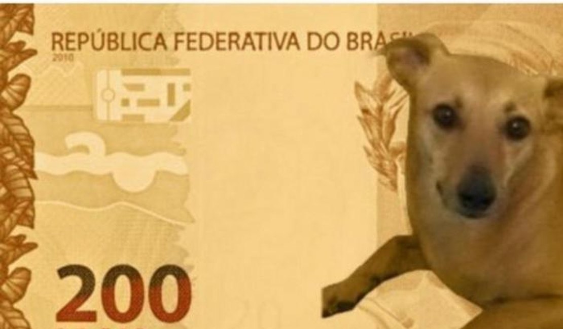 Conheça a história da Pipi, a vira-lata caramelo que viralizou como modelo da nota de R$ 200