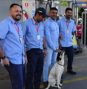 Cachorro abandonado conquista frentistas e vira gerente de posto de gasolina