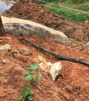 Após abandonar obra, Prefeitura de Arapiraca deixa fazendas com cercas danificadas, denuncia pecuarista
