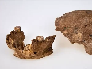 Nova espécie de ancestral humano é descoberta em Israel