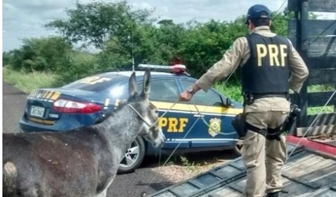 Para conter acidentes em rodovias, governo da Bahia abate 300 jumentos