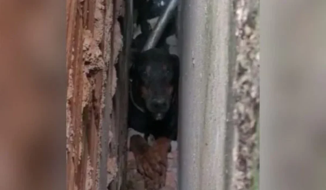 Apavorada com fogos, cadela se esconde e fica presa em parede;vídeo