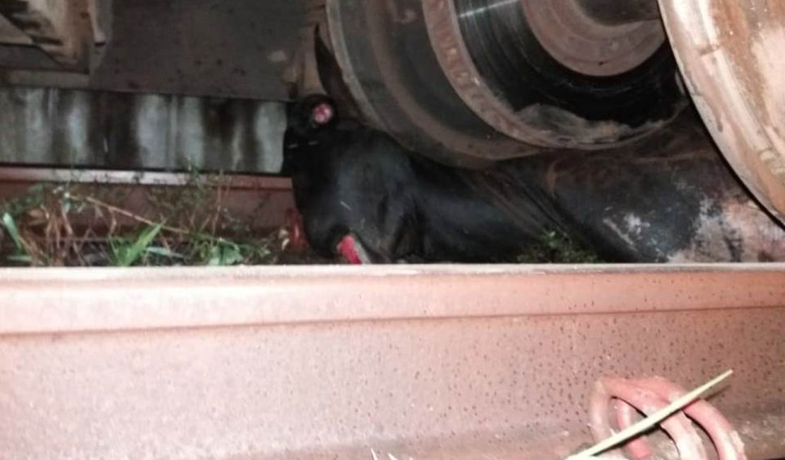 CBTU Maceió registra aumento de acidentes envolvendo animais nas ferrovias