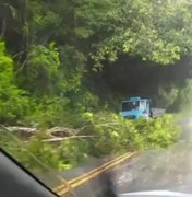 [Vídeo] Árvores desabam na rodovia AL 105
